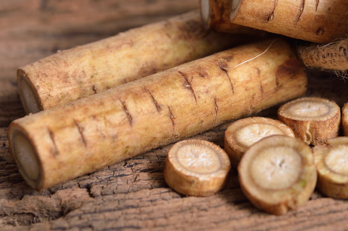 Rediscovering burdock: From pesky weed to health-boosting root