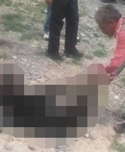 Brutalny atak w Meksyku. Związali i torturowali niedźwiadka