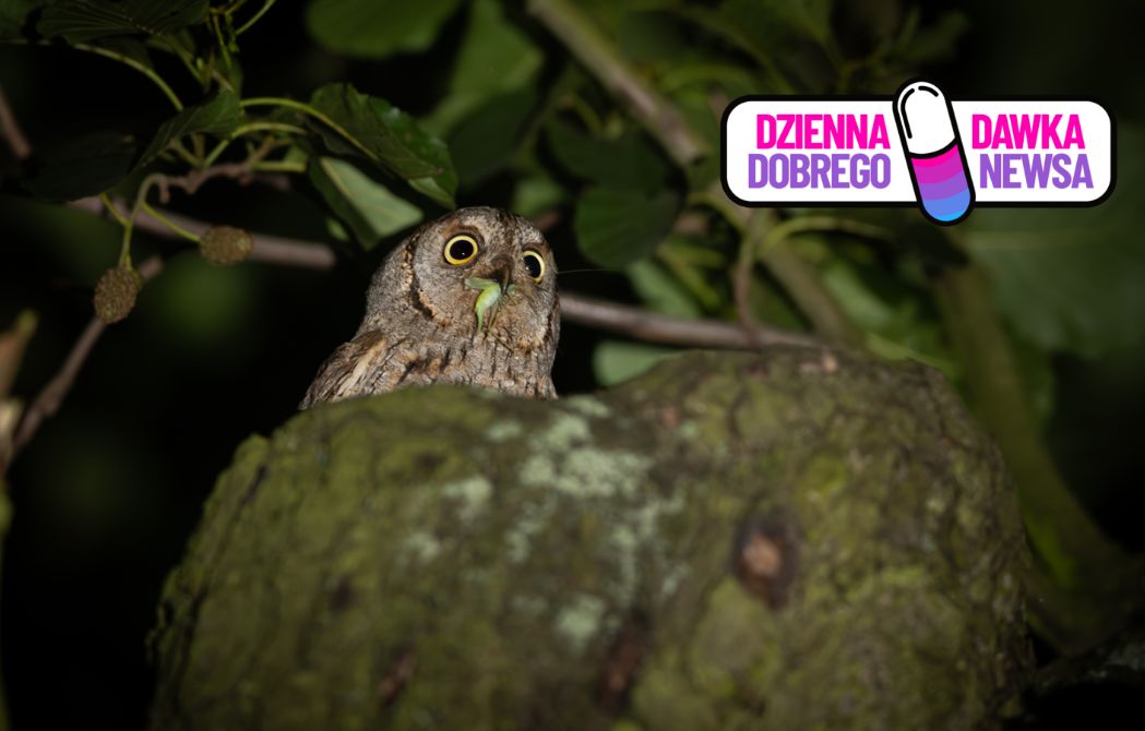 Wyjątkowe odkrycie leśnika na Górnym Śląsku. "Wryło mnie w ziemię"