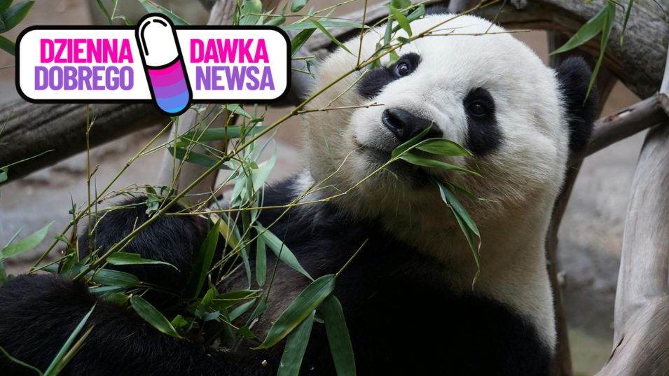 Można przytulać pandy i jeszcze za to otrzymywać wynagrodzenie