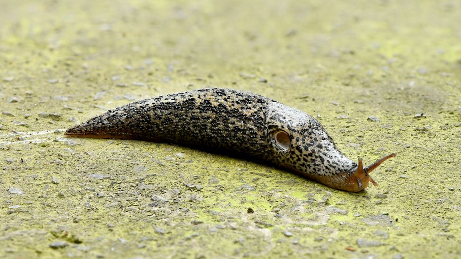 Ślimak pożera niemal wszystko, co spotyka na swojej drodze 