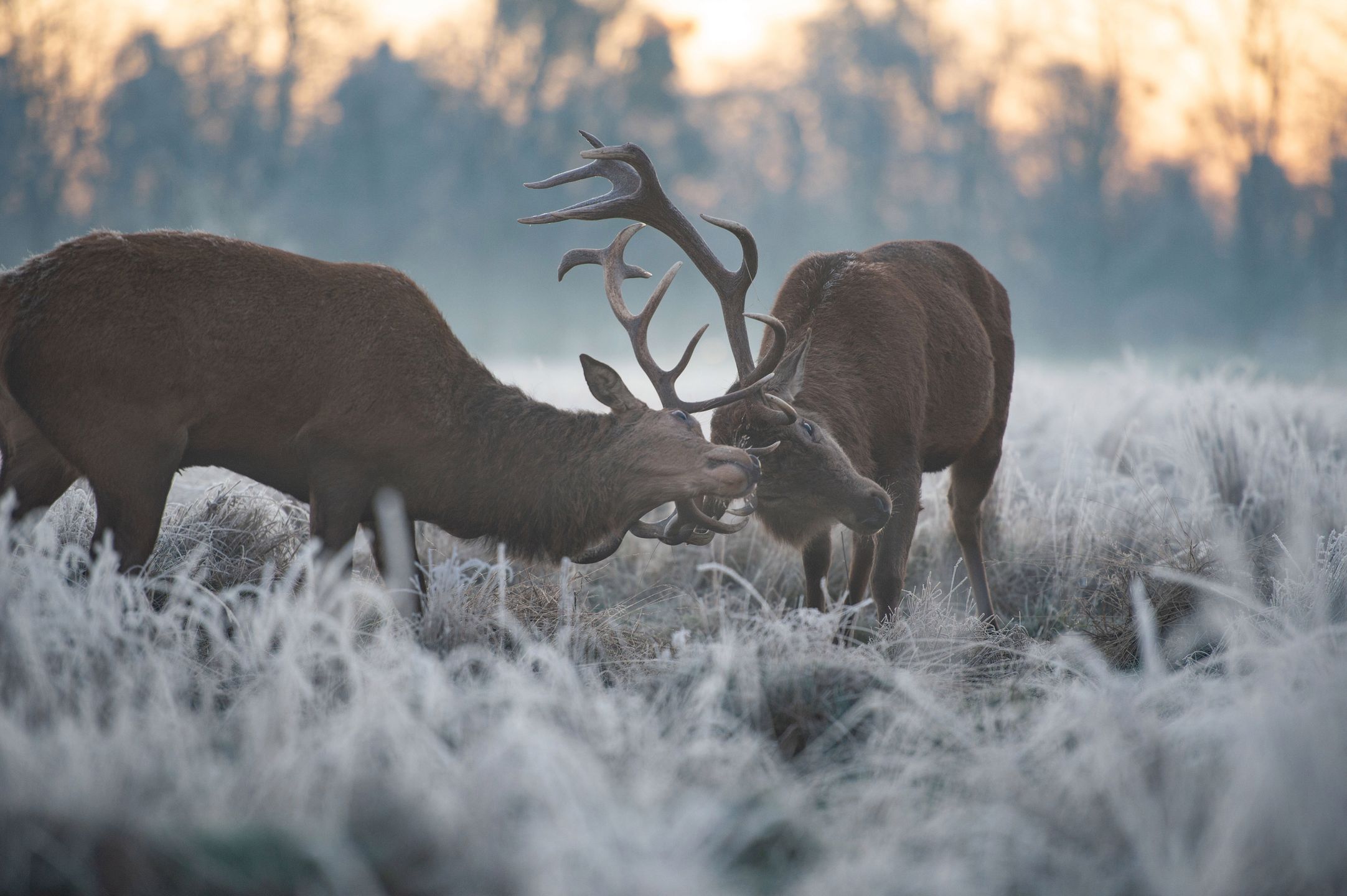 Starcie jeleni w mroźny poranek. Fotografia na łonie natury 3