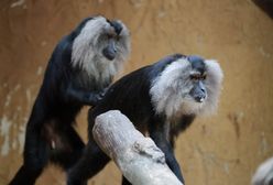 Porwanie w niemieckim zoo. Skradziono zagrożoną wyginięciem małpę