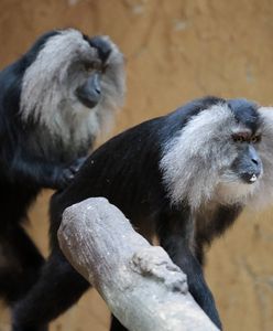 Porwanie w niemieckim zoo. Skradziono zagrożoną wyginięciem małpę