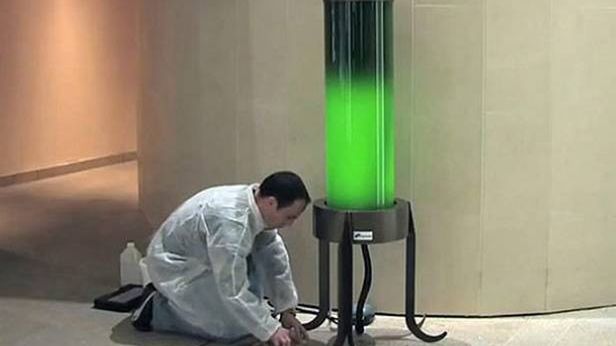 Lampa zasilana algami. Glony rozświetlą nasze ulice i usuną dwutlenek węgla 1