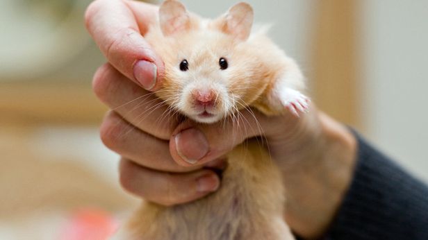 Dane 2 mln kont w serwisie Chomikuj.pl na sprzedaż. Lepiej zmieńcie hasło! 1