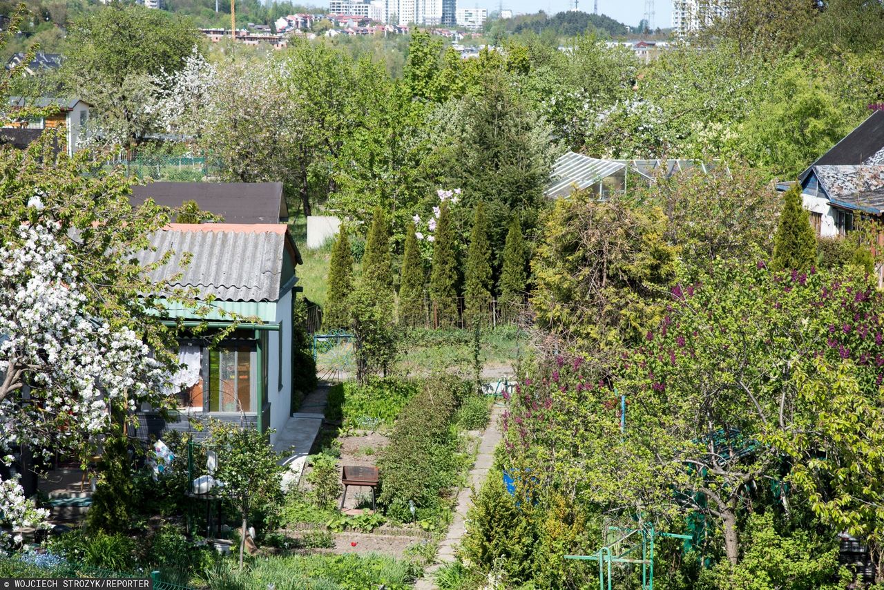 Krytykuje przykrą praktykę działkowców. "Panuje zmowa milczenia"