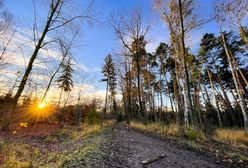 Wrocław. Las Mokrzański jest wycinany. Posłanka Lewicy reaguje i oczekuje wyjaśnień