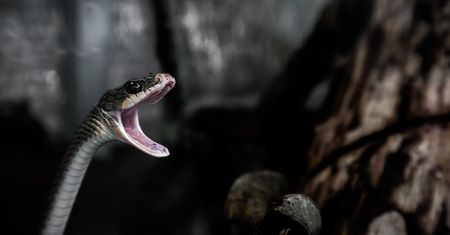 Szokujące odkrycie w lesie. Osiem martwych węży pod Poznaniem