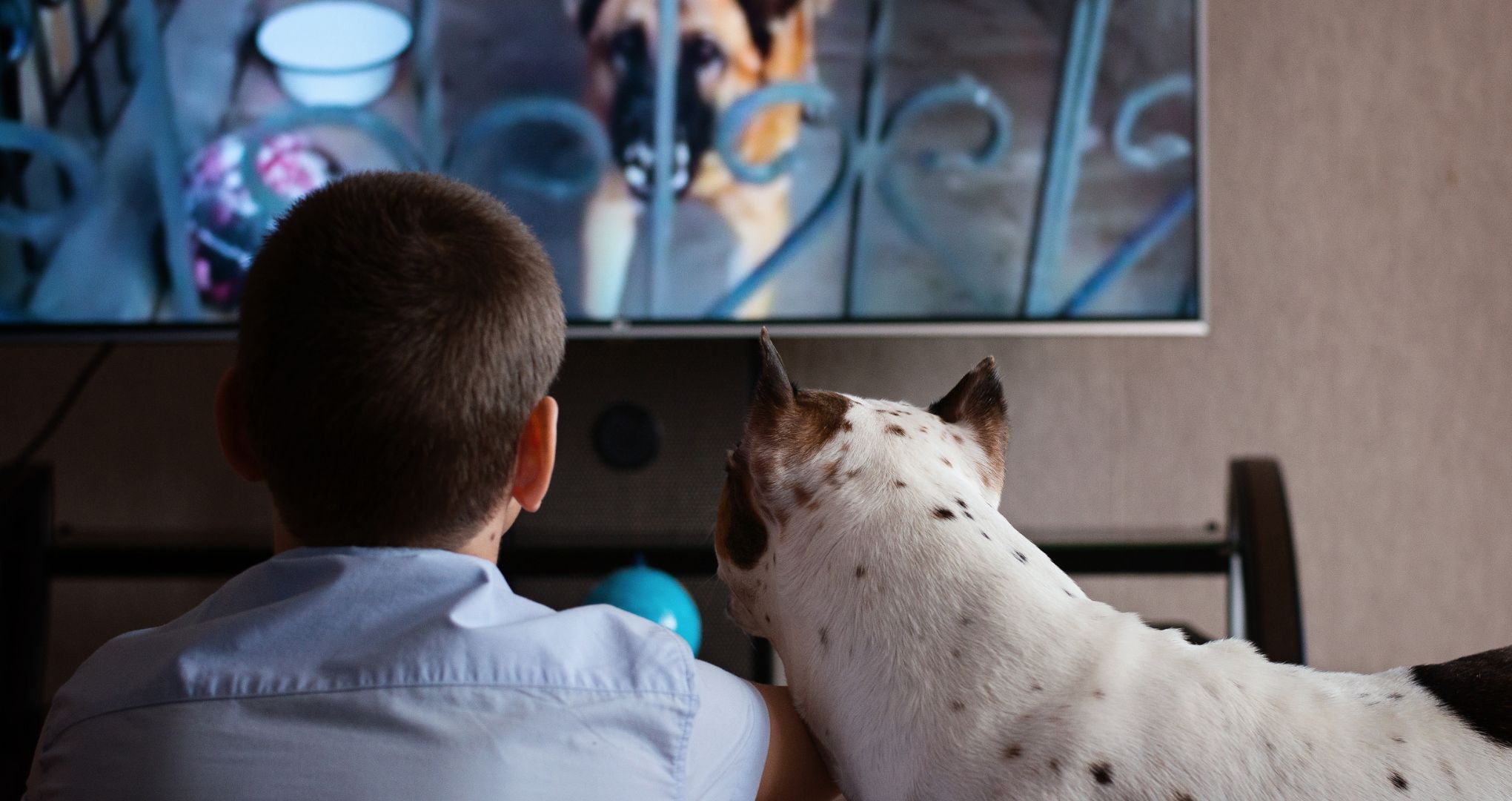 Twój pies ogląda telewizję? Zwróć uwagę, jak reaguje