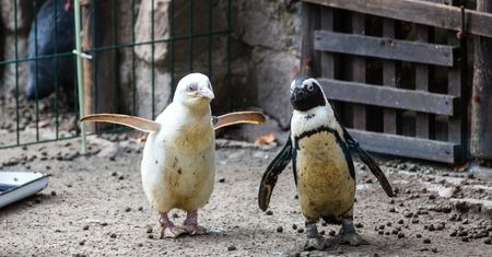 Jedyny taki pingwin na świecie. Mieszka w gdańskim zoo