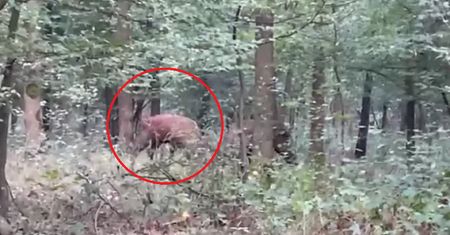 Leśnik aż zastygł. Ujrzał je między drzewami