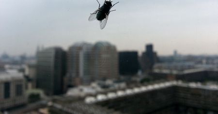 Postaw na parapecie. Muchy nie będą wchodzić do domu