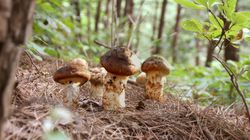 Najdroższy grzyb świata rośnie w Polsce. Za 1 kg trzeba zapłacić 8,5 tys. zł 