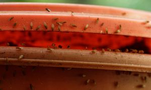 Reaguj, gdy zauważysz choć jedną. Zaraz będą ich tysiące