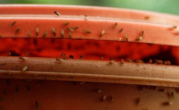 Reaguj, gdy zauważysz choć jedną. Zaraz będą ich tysiące