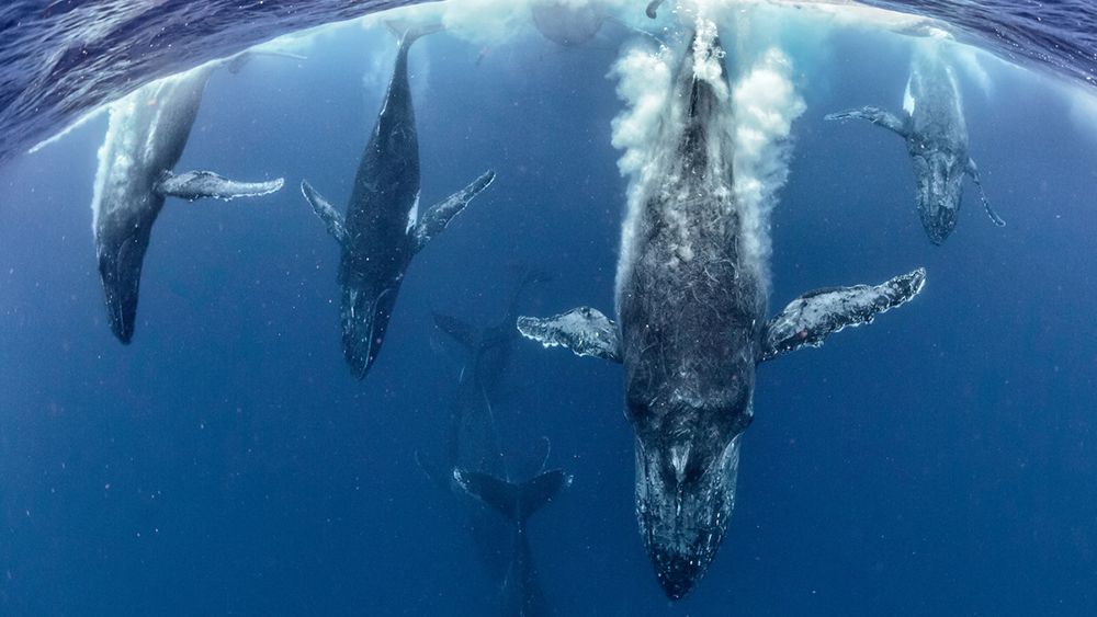 Zobaczcie najlepsze zdjęcia konkursu GDT European Wildlife Photographer of the Year 2016 1