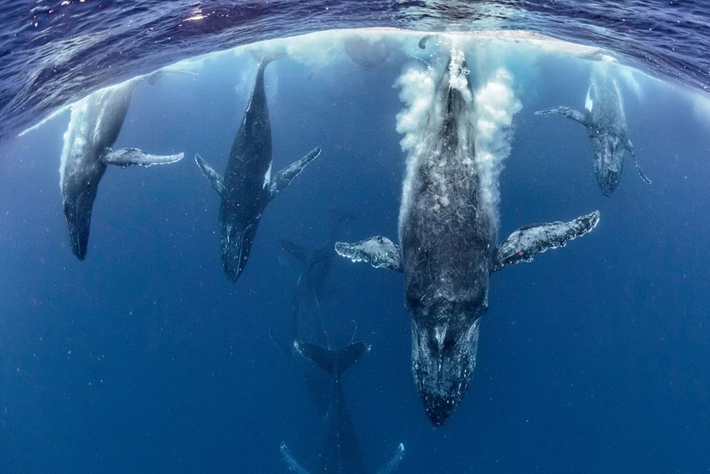 Zobaczcie najlepsze zdjęcia konkursu GDT European Wildlife Photographer of the Year 2016