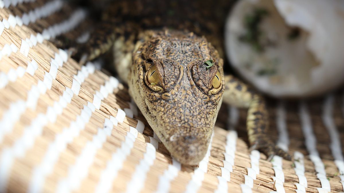 Samica złożyła jaja bez partnera.