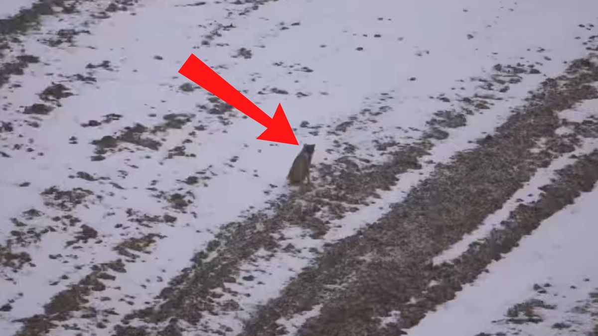 Nagrał całą wilczą rodzinę.