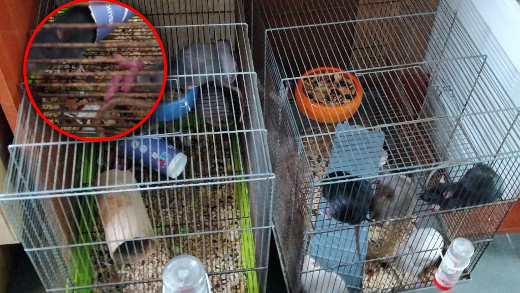 Zwierzęta przetrzymywane w skandalicznych warunkach