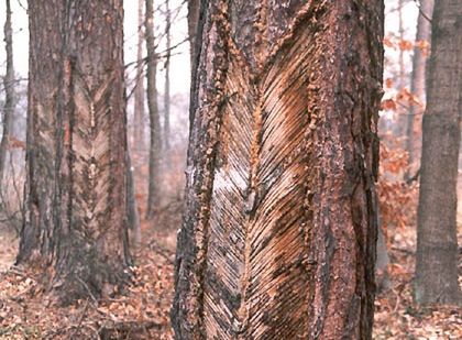Spała żywiczarska - typowa zabitka otwarta na sośnie zwyczajnej