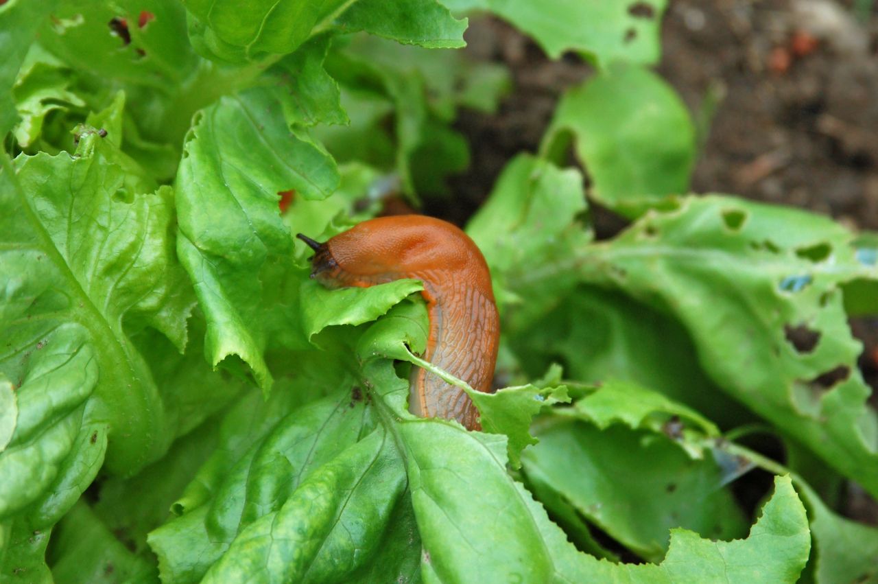 Homemade solution promises relief from destructive garden snails