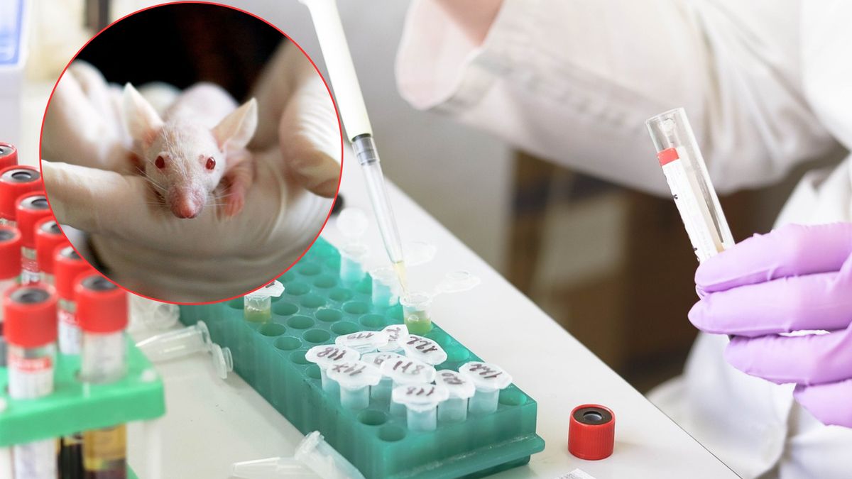 Badania przeprowadzono m.in. na myszach