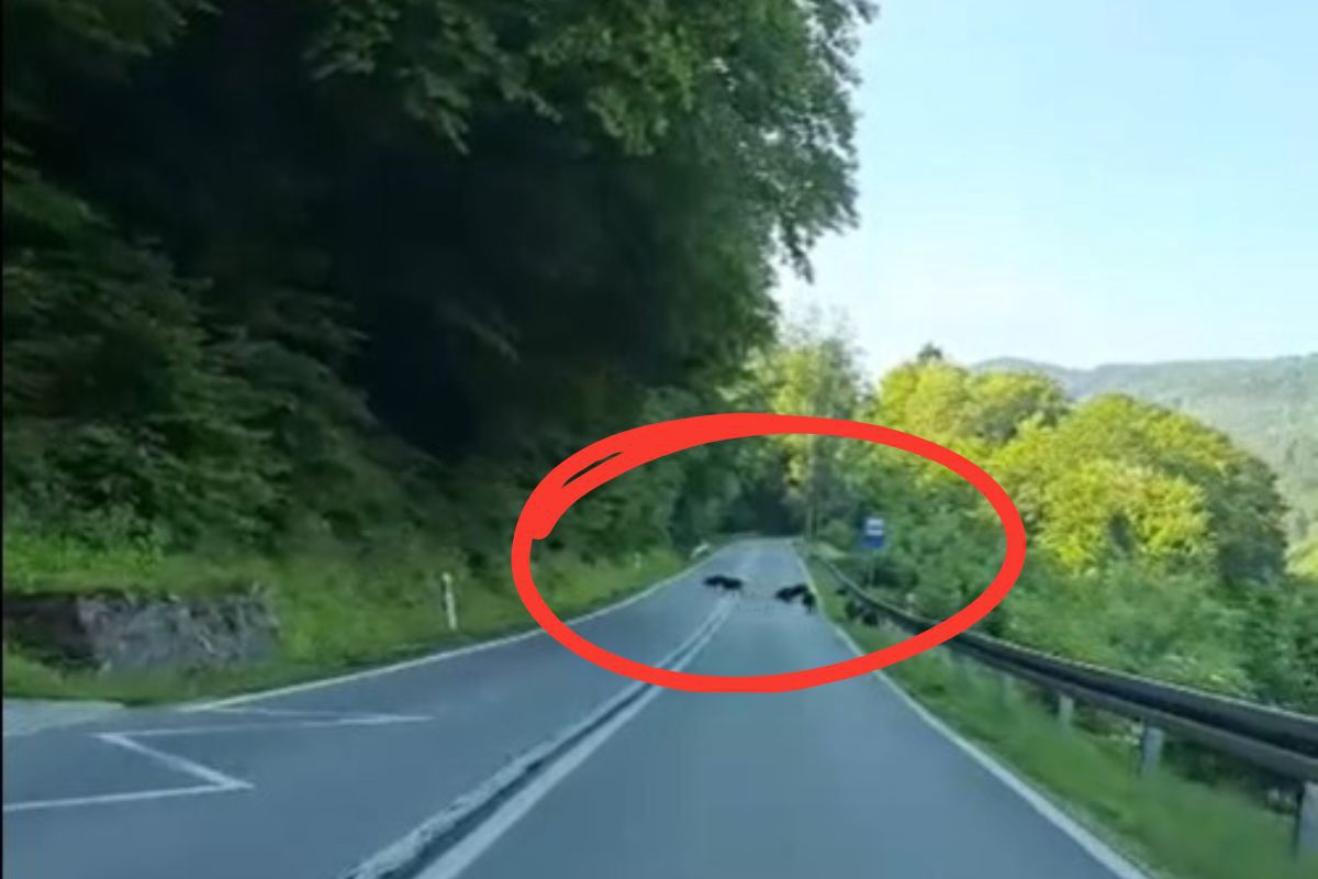 "Pociąg" dzików ze Słowacji