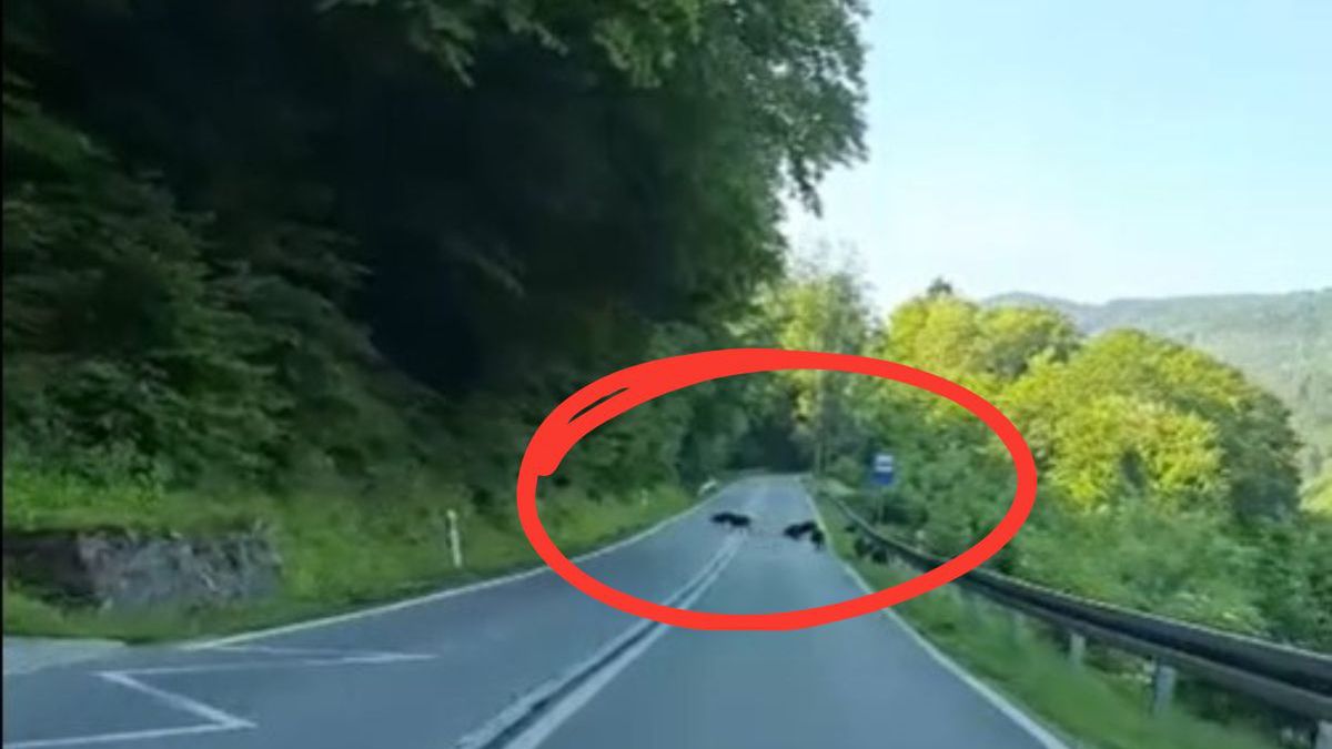 "Pociąg" dzików ze Słowacji