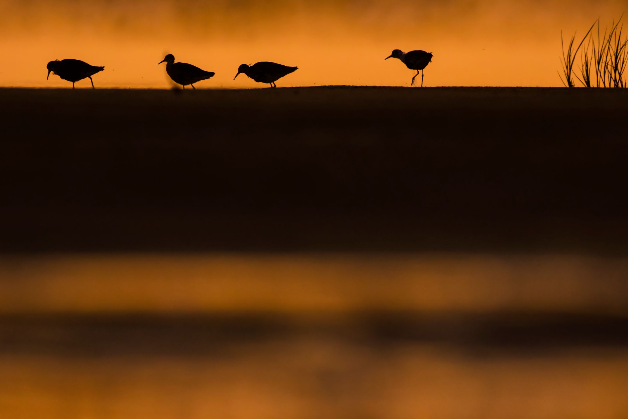 Ćwierć morgi błota, czyli o fotografowaniu ptaków 4