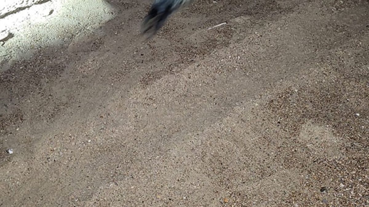 Foka zakradła się do pokoju hotelowego