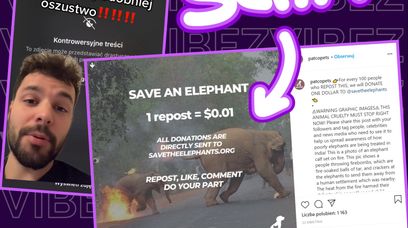 Wsparliście na Instagramie zbiórkę na słonie? To oszustwo, nie dajcie się nabrać