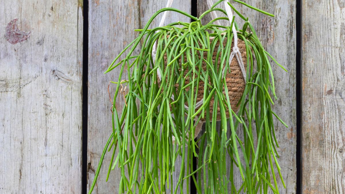 Patyczak zwisający wyrośnie u każdego ogrodnika 