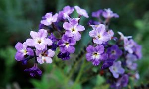 Ma zapach wanilii i zjawiskowy kolor. W PRL-u królował w ogrodach