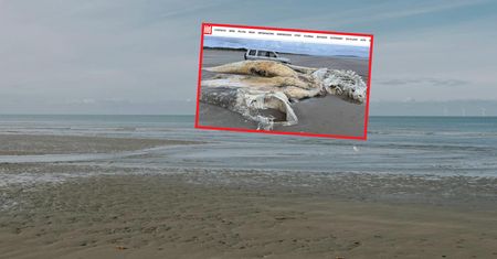 Zagadkowe odkrycie w Walii. Na plaży znaleziono ogromne szczątki