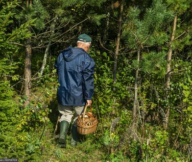 Grzyby już w lasach. Pojawiają się już pierwsze okazy