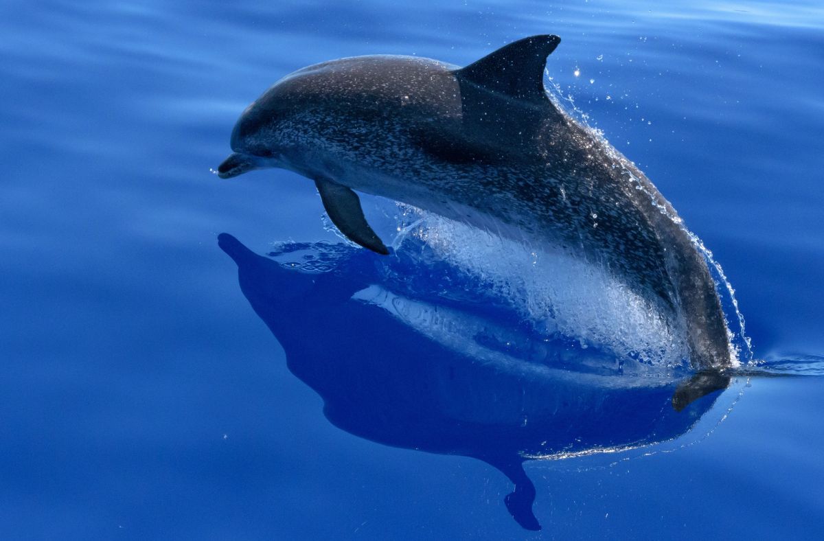 A sexually frustrated dolphin attacks people in Japan