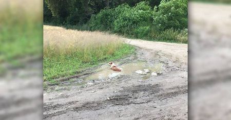 Szukają kierowcy, który wyrzucił psa z auta. Nie mógł się ruszyć, leżał w kałuży