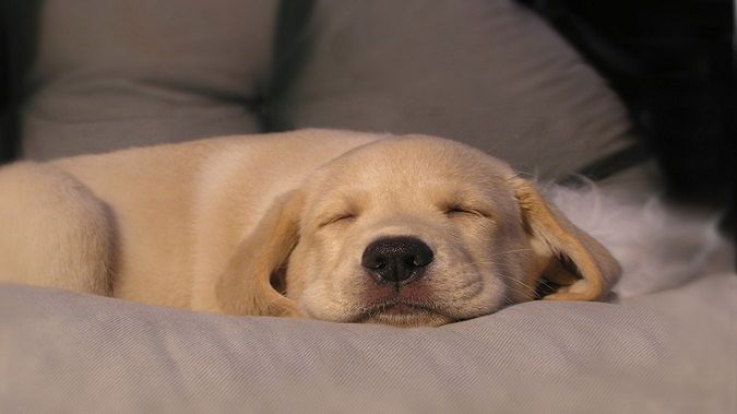 ICPooch – psi smartfon 1