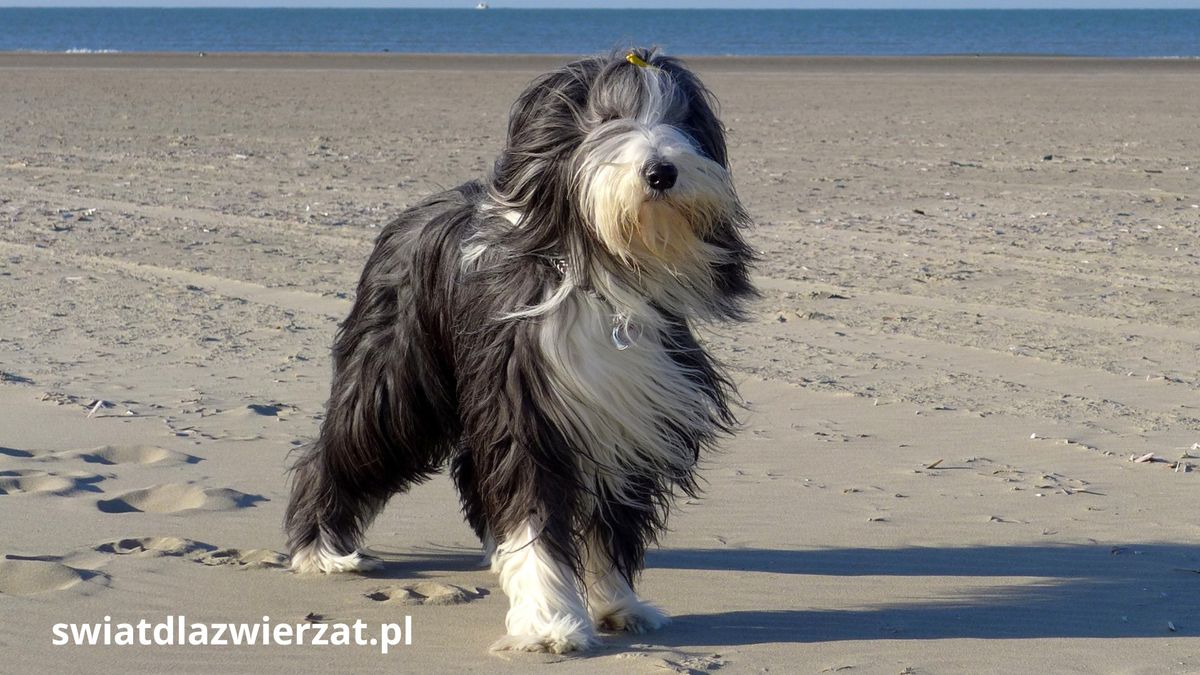 Bearded Collie rasa