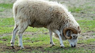 Kotlin: Stado baranów na ulicach. Poszukiwani właściciele