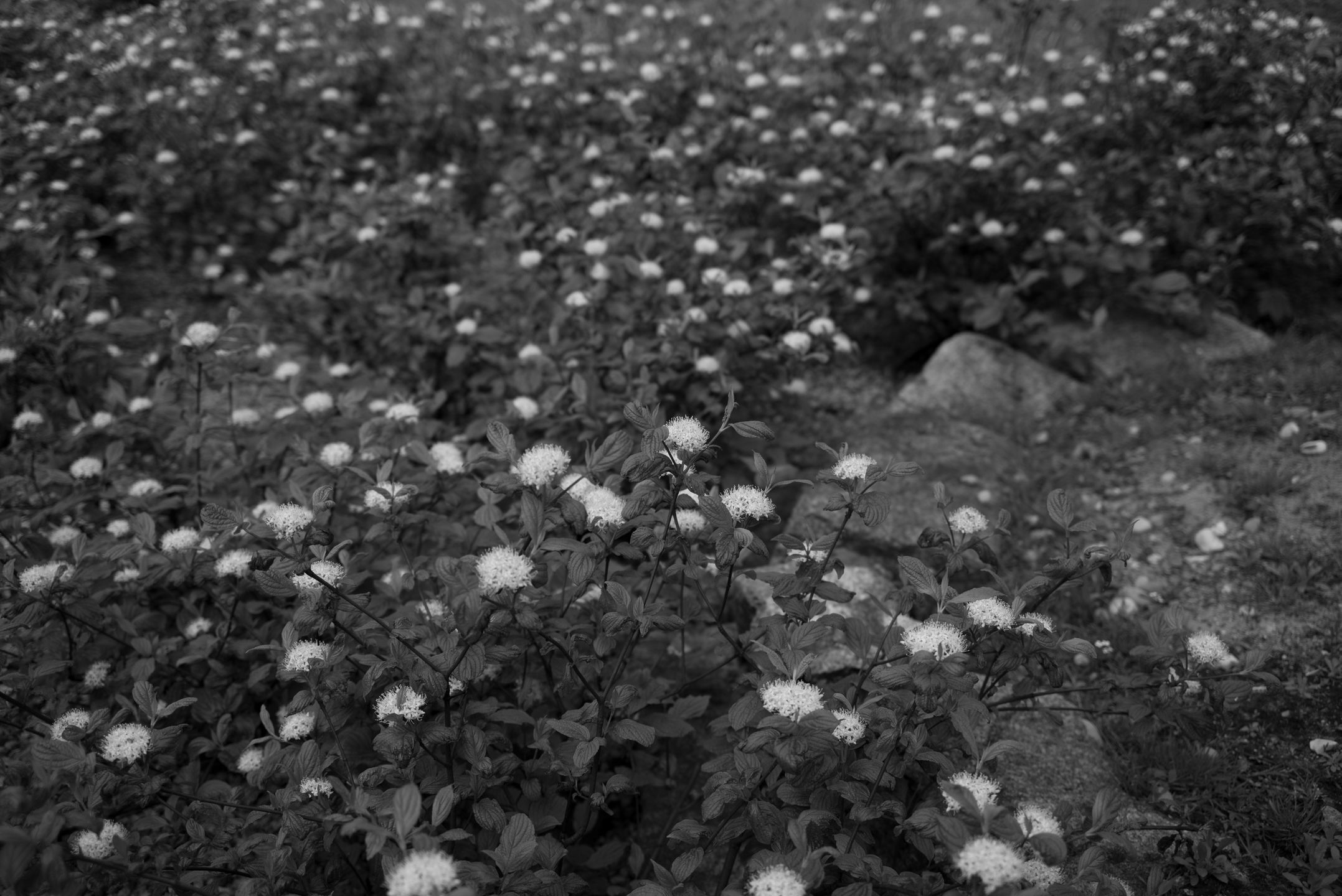 Trzydzieści pięć milimetrów najlepszej klasyki dla bezlusterkowców - Zeiss Biogon ZM 35 mm f/2 63