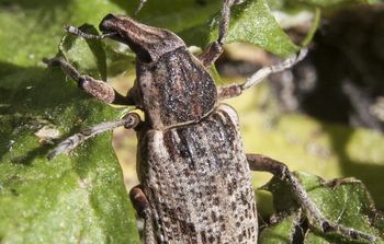 Kiedyś tego szkodnika nie było w Polsce. Dziś wzbudza u rolników lęk