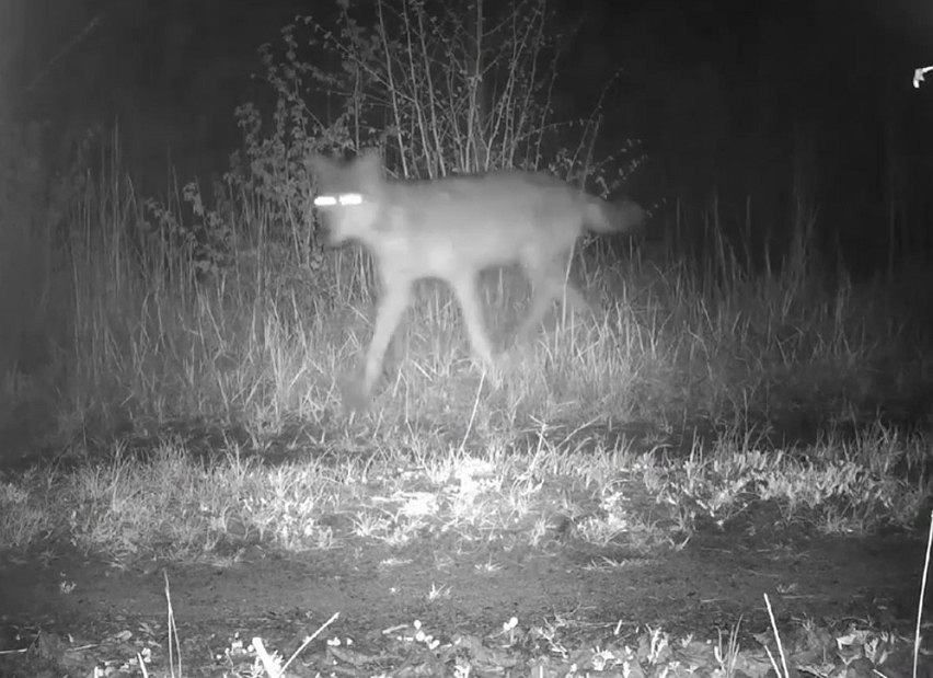 Wilcze stado z lasów nieopodal Radomia złapane w fotopułapkę