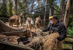 Wrocław. Koronawirus. Prezes ZOO zabiera głos ws. uboju zwierząt