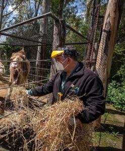 Wrocław. Koronawirus. Prezes ZOO zabiera głos ws. uboju zwierząt