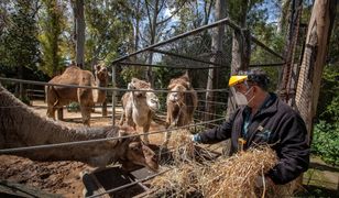 Wrocław. Koronawirus. Prezes ZOO zabiera głos ws. uboju zwierząt