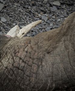 Міжнародний скандал: у Норвегії вбили моржиху Фрею