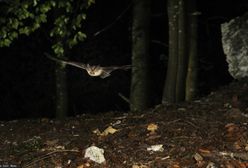 Szykuje się inwazja nietoperzy. Mogą wlatywać do domów